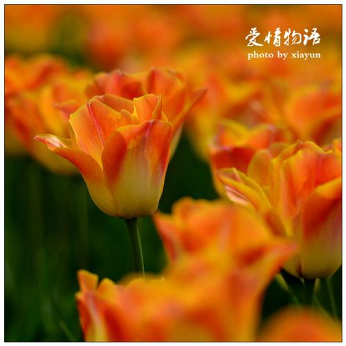 快捷下载爱情酒店物语最新版本,感受不一样的浪漫!