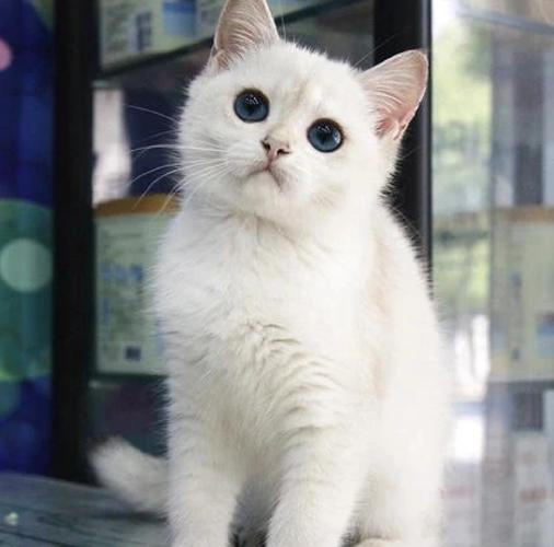 当你的猫咪最新版本下载安装教程,轻松上手超简单