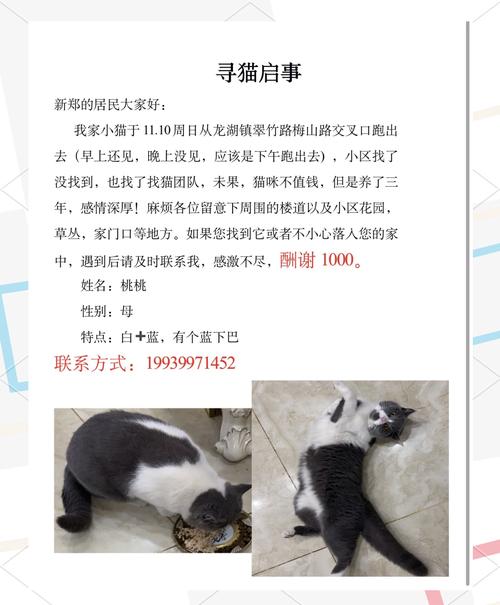 急寻猫研社下载地址!分享靠谱下载方法