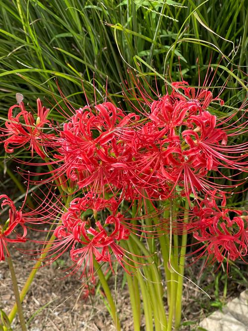 彼岸花版本大全:从游戏到歌曲,一网打尽各种彼岸花!