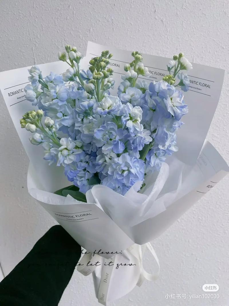 热辣可爱风紫罗兰官网：解锁时尚新高度，感受紫罗兰的独特魅力