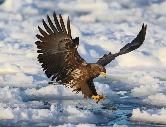 史上最全大雕征服世界版本合集,你想要的都在这里!