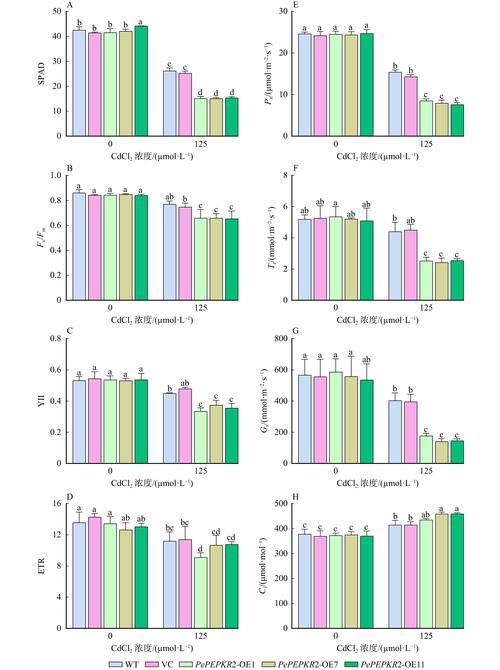 安全下载胁迫COERCION官方正式版:体验最新功能