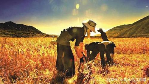 寻找你想要的农民的追求版本?大全来帮你!