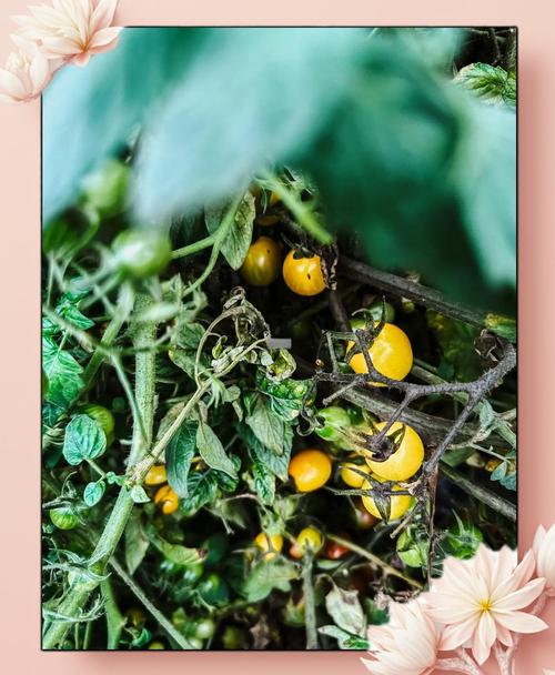 苗床圣女最新种植技术，助你轻松丰收圣女果