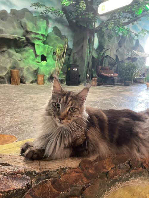 喵喵岛3官方正式版下载:最新版本安装包免费获取