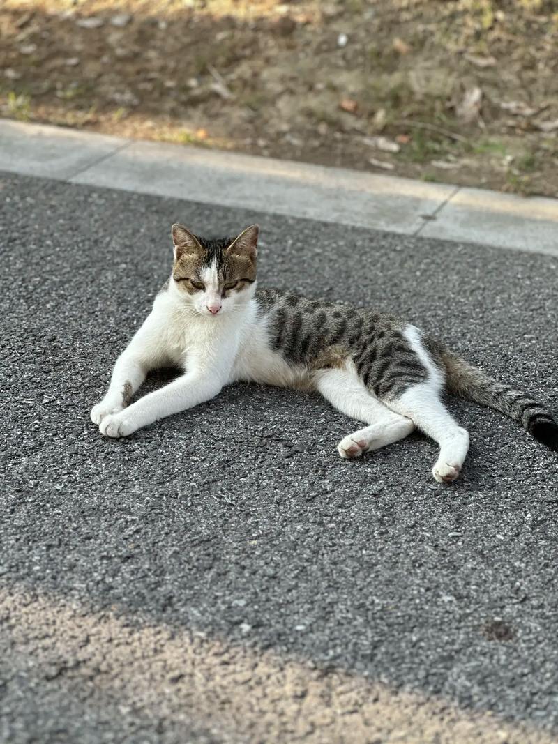 小野猫N上官方正式版下载:最新版资源免费获取