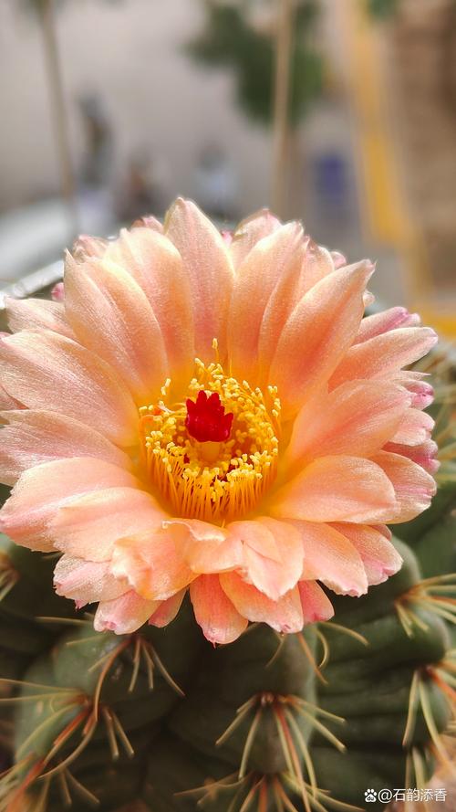 寻找优艳之花更新地址？这里有你想要的最新网址！