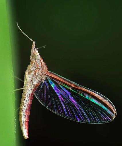 蜉蝣V0.2最新版本更新了什么?玩家体验分享