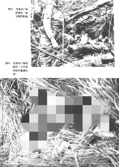 屍最新版本是多少？免费阅读资源汇总！