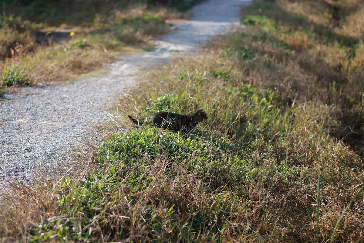 急寻小野猫N最新版本！各平台下载资源汇总