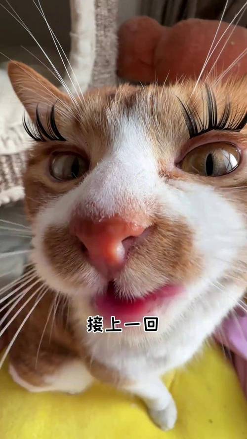 小野猫N上官方正式版下载:最新版资源免费获取