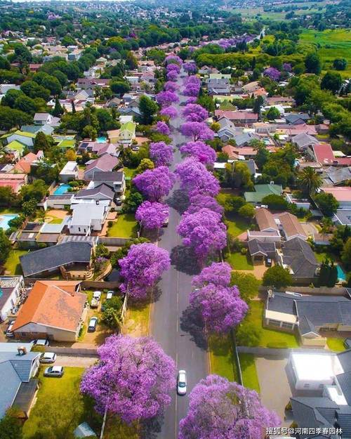 寻找优艳之花更新地址？这里有你想要的最新网址！