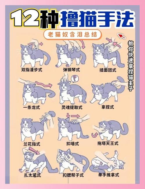 当你的猫咪游戏攻略：新手入门必看技巧分享