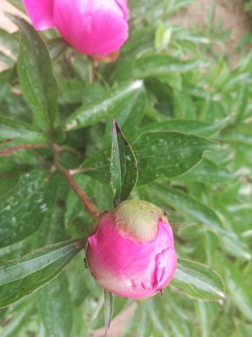 寻找优艳之花更新地址？这里有你想要的最新网址！