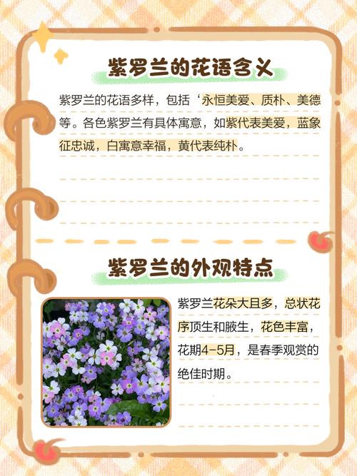 热辣可爱紫罗兰官方网站：探索花卉世界，邂逅浪漫紫罗兰