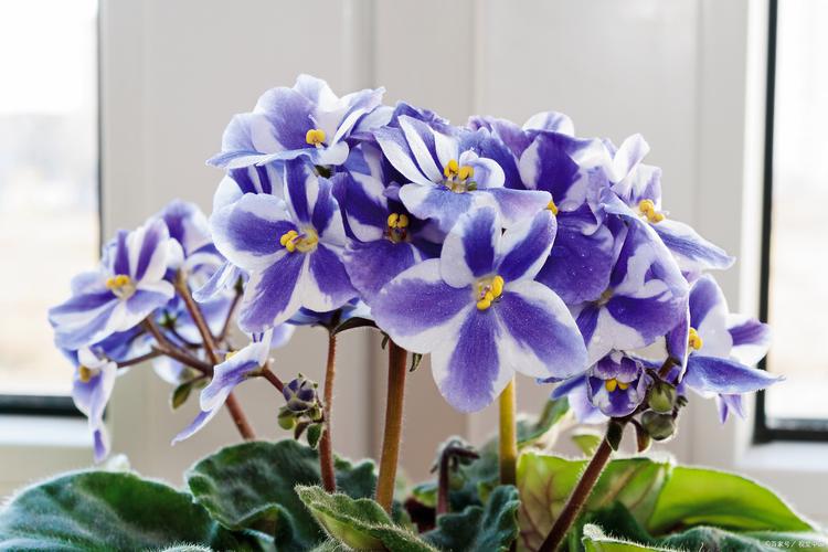 热辣可爱紫罗兰官方网站：探索花卉世界，邂逅浪漫紫罗兰