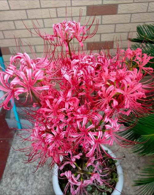 彼岸花游戏介绍：解谜逃脱，带你体验幽灵故事