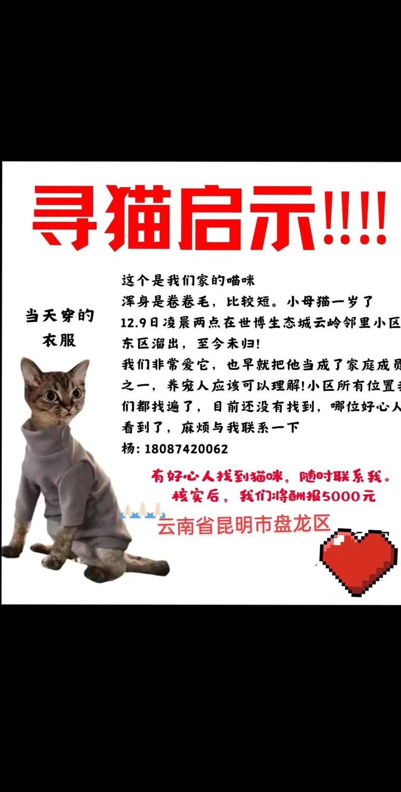急寻小野猫N最新版本！各平台下载资源汇总