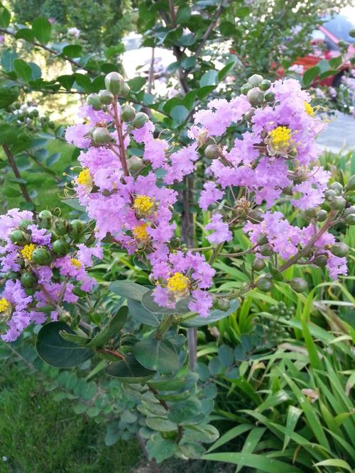 想玩一夏之花?这里提供官方下载地址!