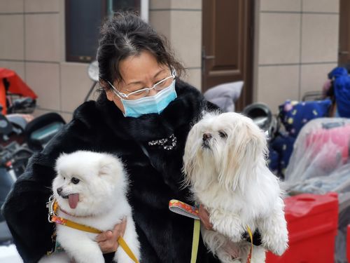 想看人狗情未了?这里提供最新版官方正式下载