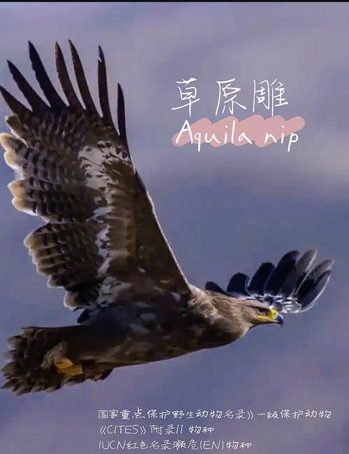 史上最全大雕征服世界版本合集,你想要的都在这里!