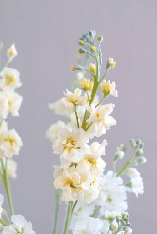 热辣可爱风紫罗兰官网：解锁时尚新高度，感受紫罗兰的独特魅力