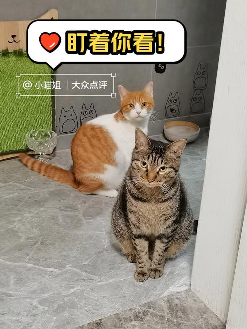 当你的猫咪官网下载：完美结局攻略，快来体验恋爱养成！
