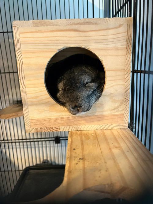 超好玩!宠物捕捉大师番外:杨过游戏体验分享