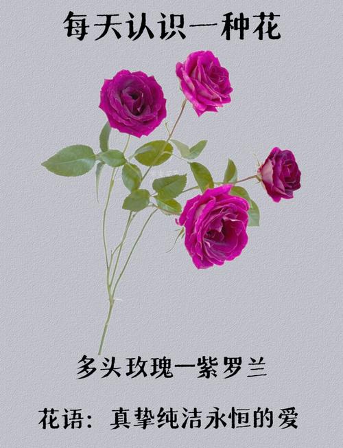 热辣可爱风紫罗兰官网：解锁时尚新高度，感受紫罗兰的独特魅力