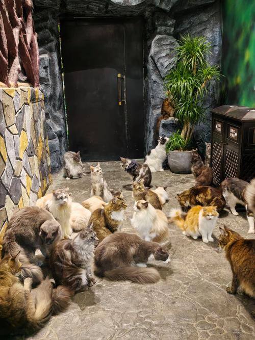 喵喵岛3官方正式版下载:最新版本安装包免费获取