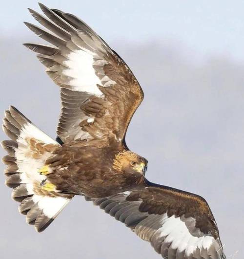 史上最全大雕征服世界版本合集,你想要的都在这里!