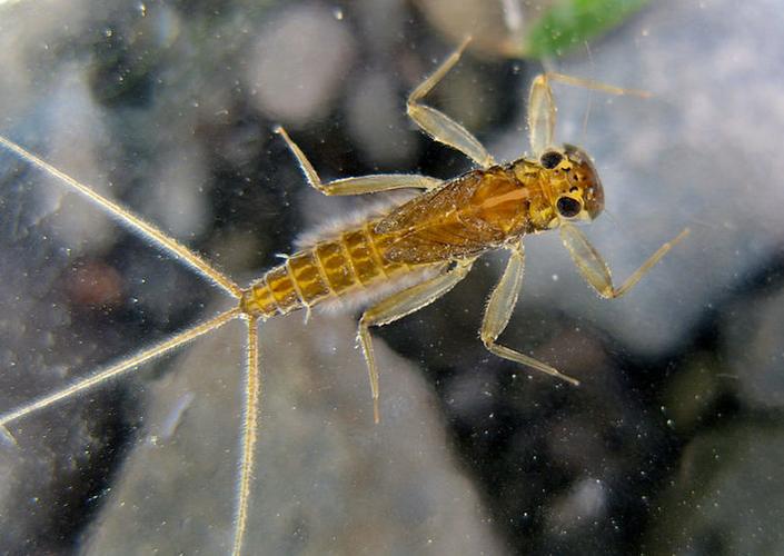 蜉蝣V0.2最新更新:亚洲建模好评如潮,你玩了吗?