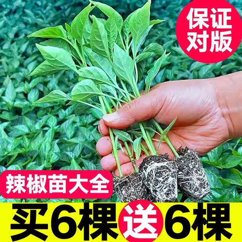 苗床圣女最新种植技术，助你轻松丰收圣女果