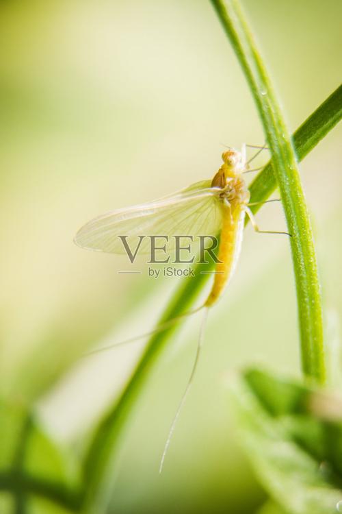 下载蜉蝣V0.2官方正式版最新版：快速上手游戏指南