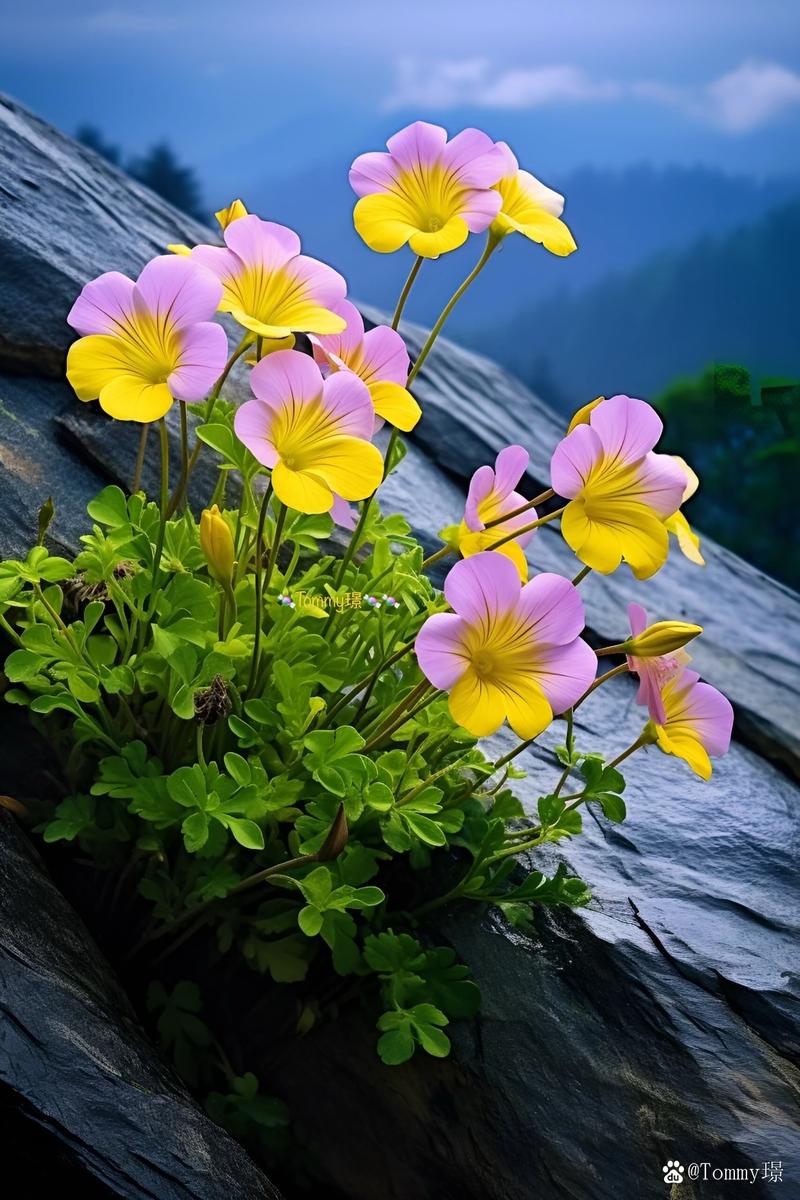 烂漫版本大全哪里找?2024超全版本都在这里了