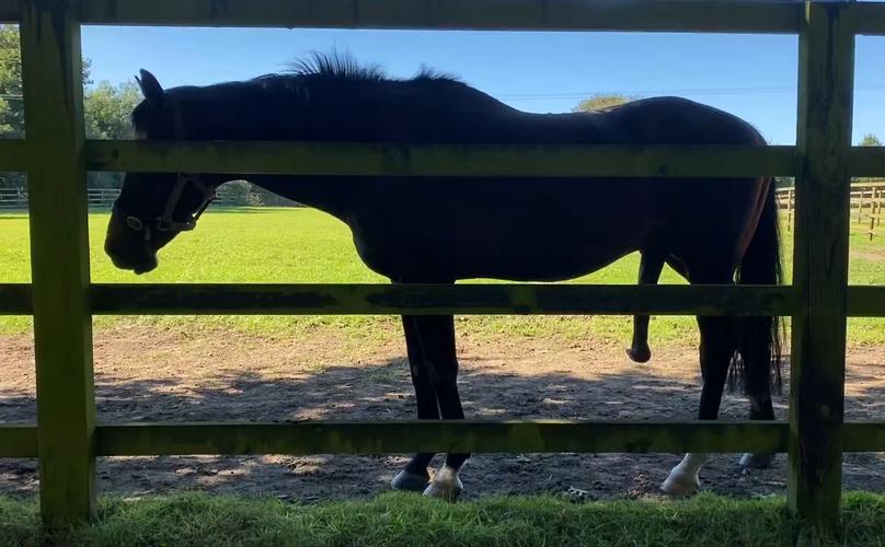 种马V0.11更新地址打不开？解决常见问题小技巧！