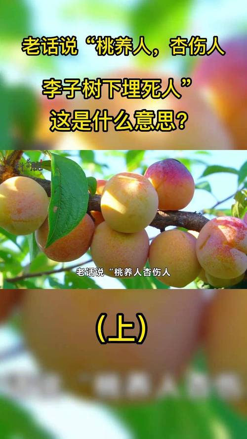 人杏之间最新版本是多少？新功能实测分享很实用！