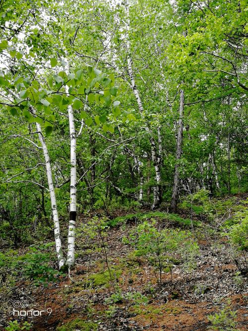 生命体v0.17d杨过游戏更新了啥？v0.17d版本内容详解！