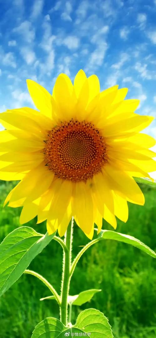 你与我的六月官网下载方法分享?官方入口轻松获取!