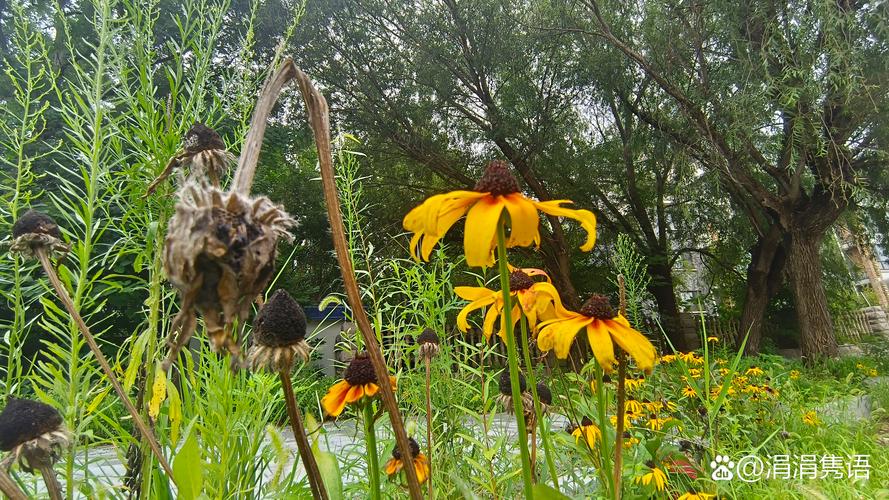 一夏之花更新地址如何下载安装？新手小白详细教程分享！