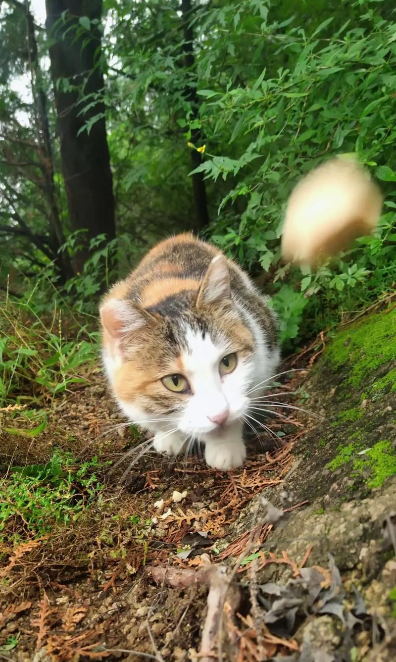 想免费下载小野猫N上汉化版?看这篇攻略马上到手