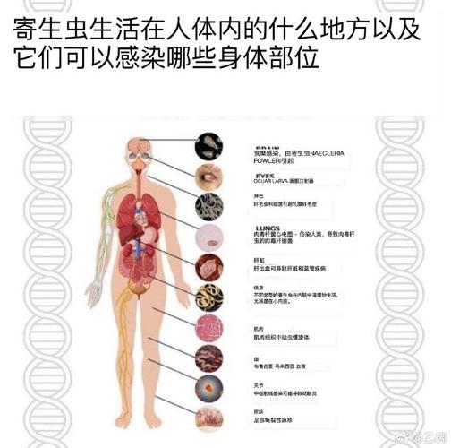 谁有内部寄生虫更新地址？好心人分享一下，谢谢！
