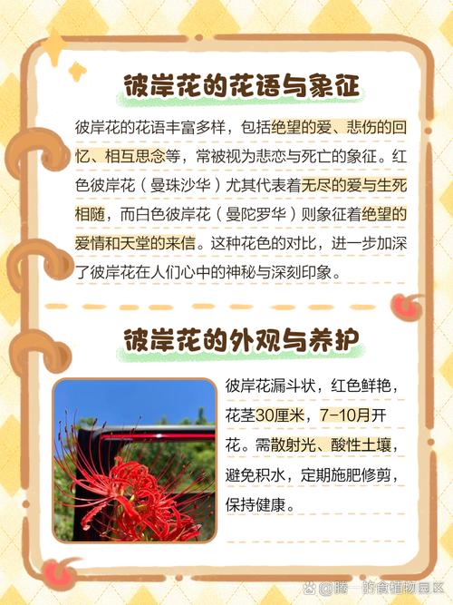 彼岸花官网优势解析?五大亮点体验提升教程!