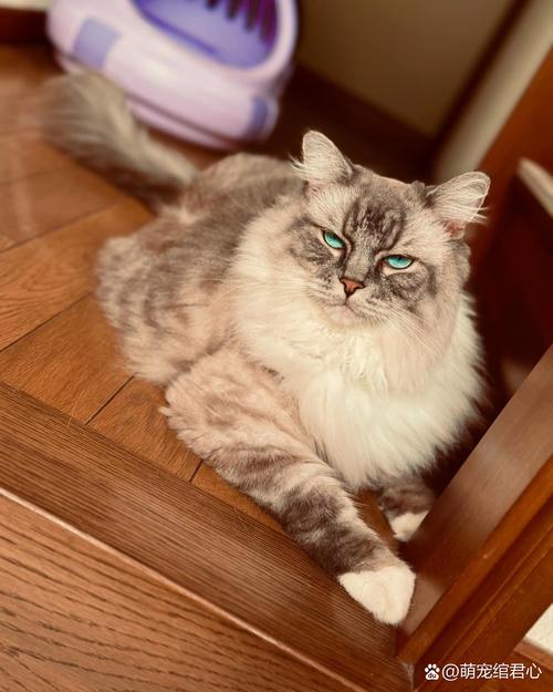 当你的猫咪安卓效果如何？(评测3大核心功能优缺点)