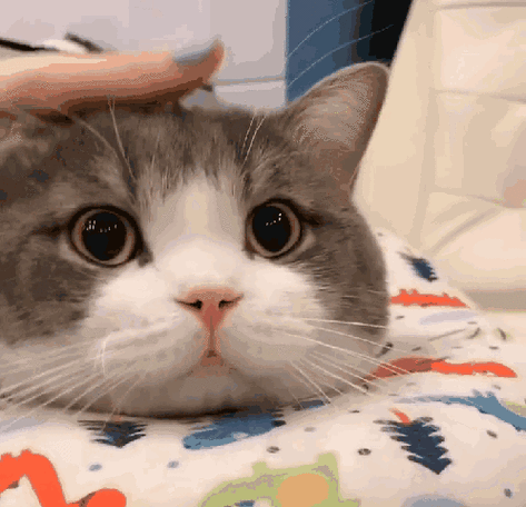 当你的猫咪最新动态变化?(5个迹象读懂健康状况)