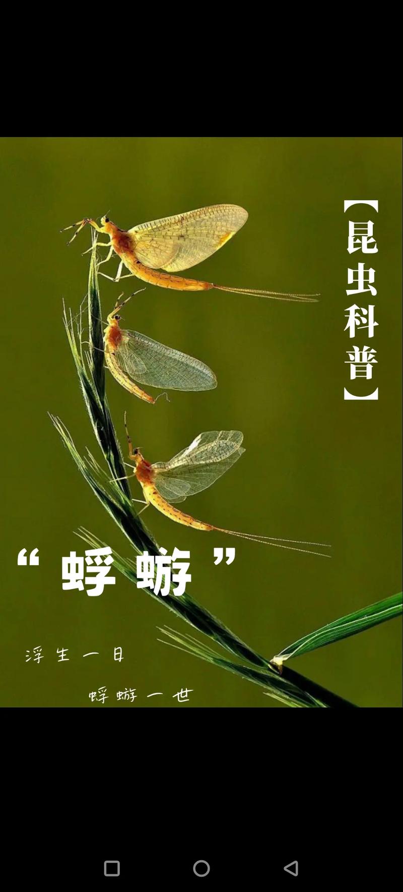 哪里能下载蜉蝣V0.2 官方渠道安全不踩坑