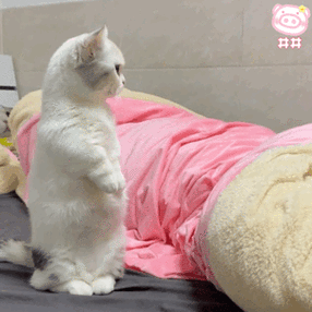 当你的猫咪最新动态变化?(5个迹象读懂健康状况)