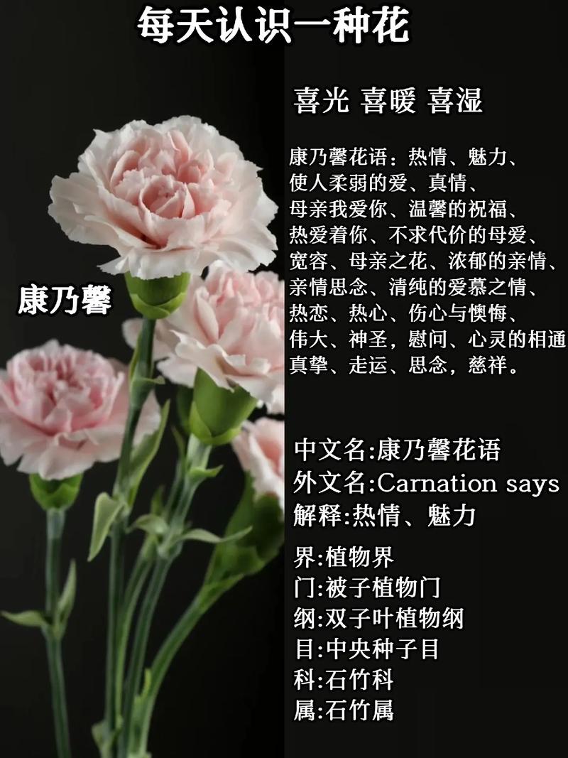 康乃馨俱乐部官网有礼包吗?独家兑换码领取攻略