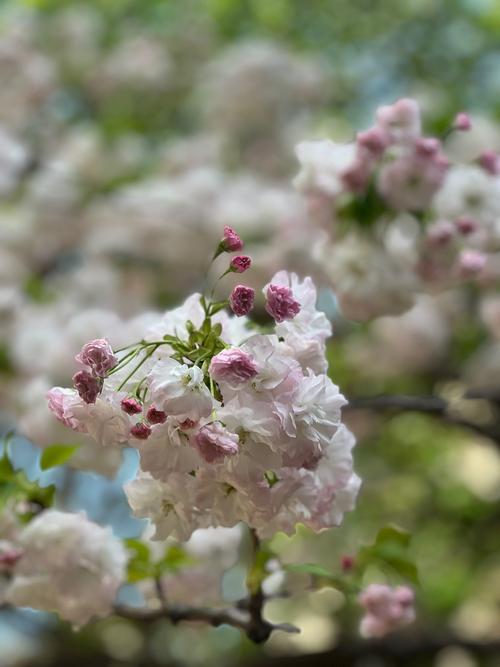 烂漫版本大全哪里找?2024超全版本都在这里了